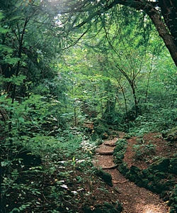 Forest of Dean